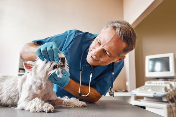 Best Emergency Tooth Extraction in Watertown, FL